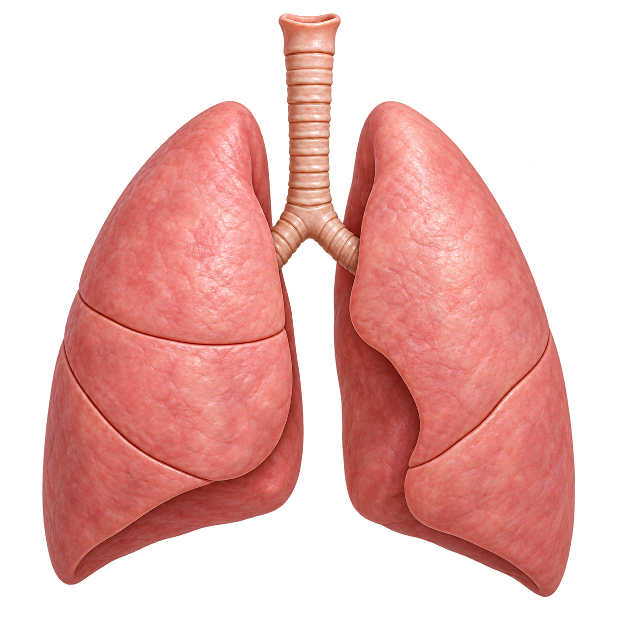 Lung 3D model cover