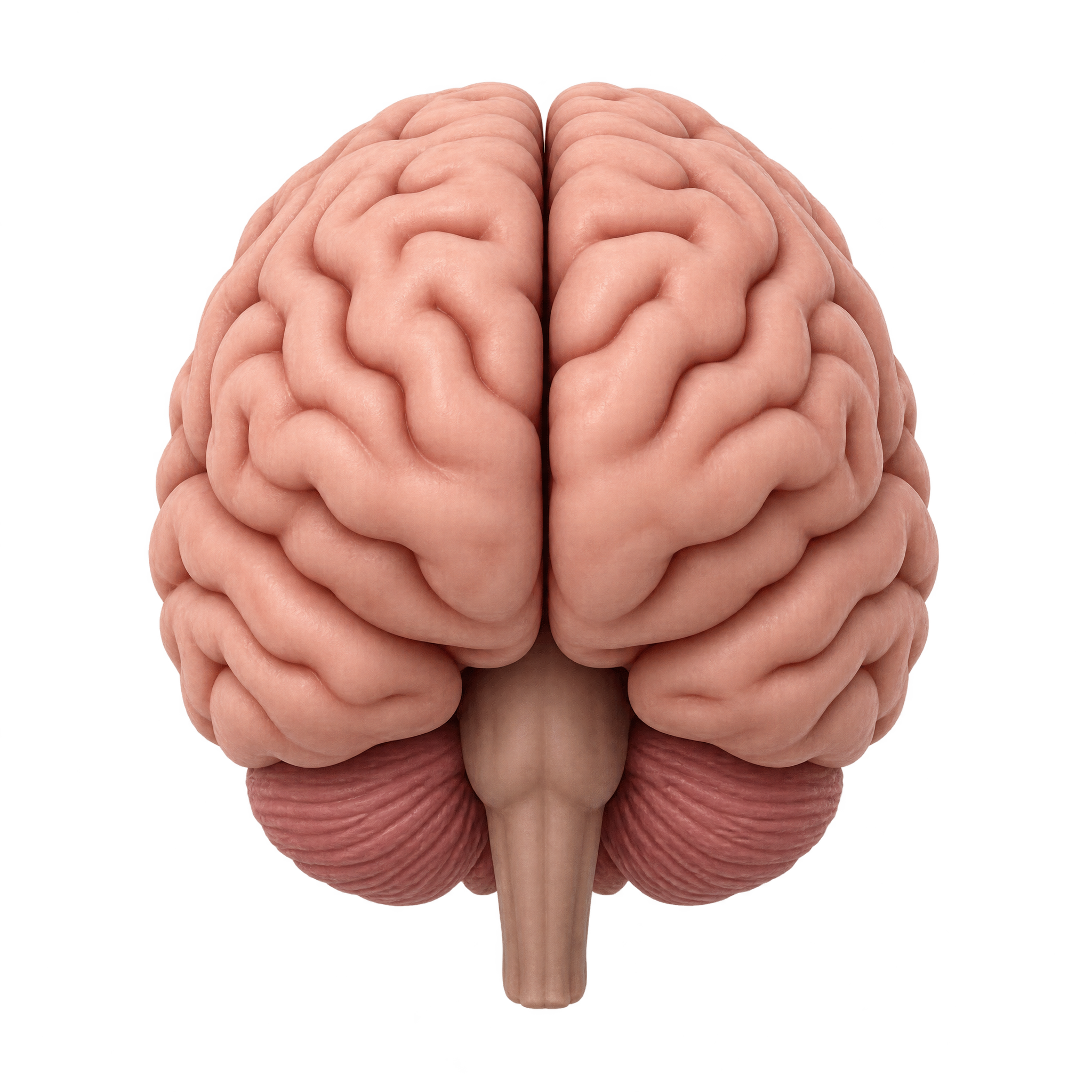 Brain 3D model cover