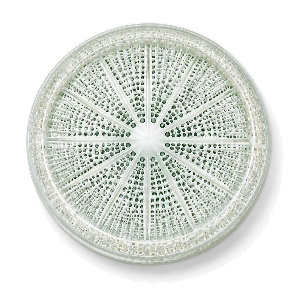 Diatom structure