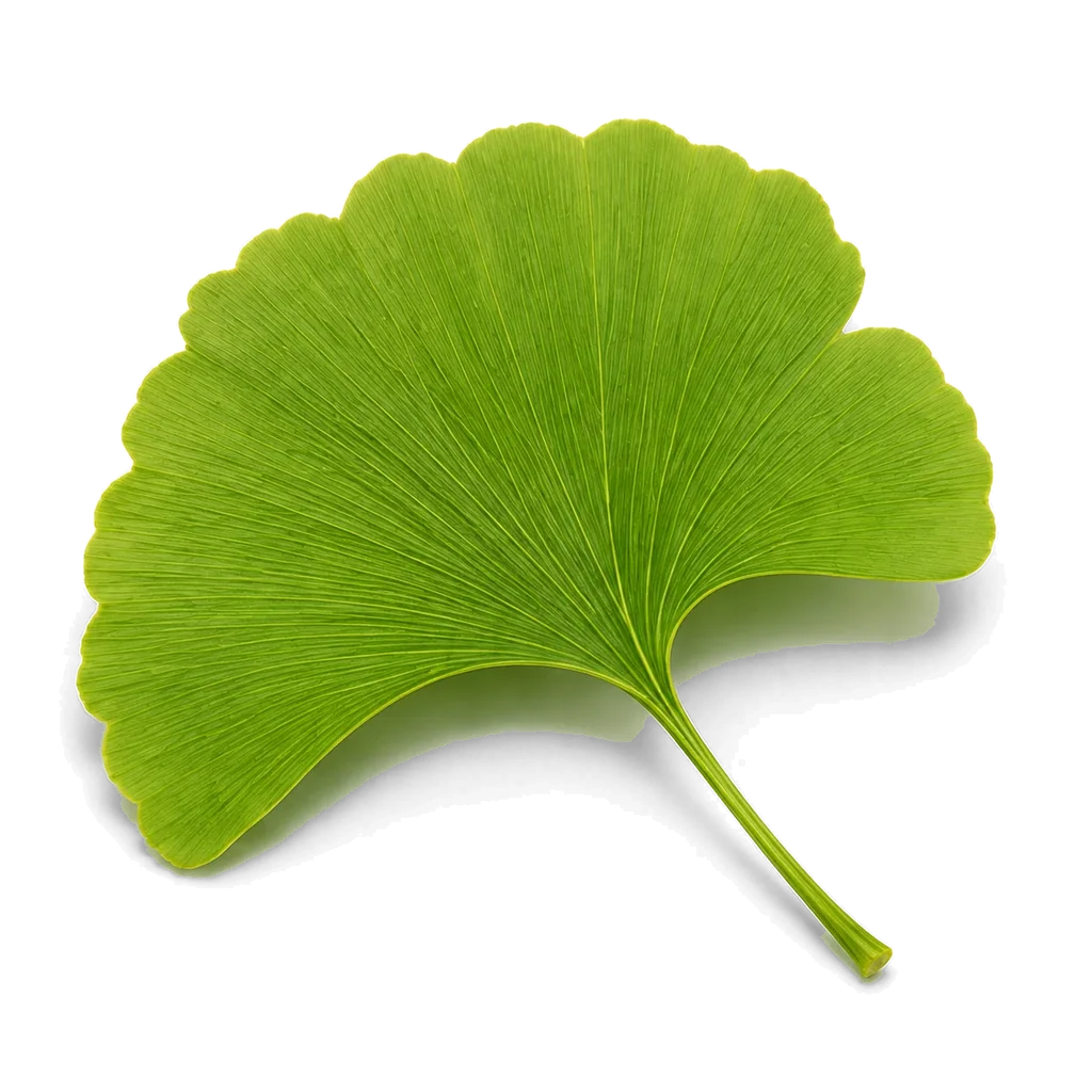 Ginkgo leaf