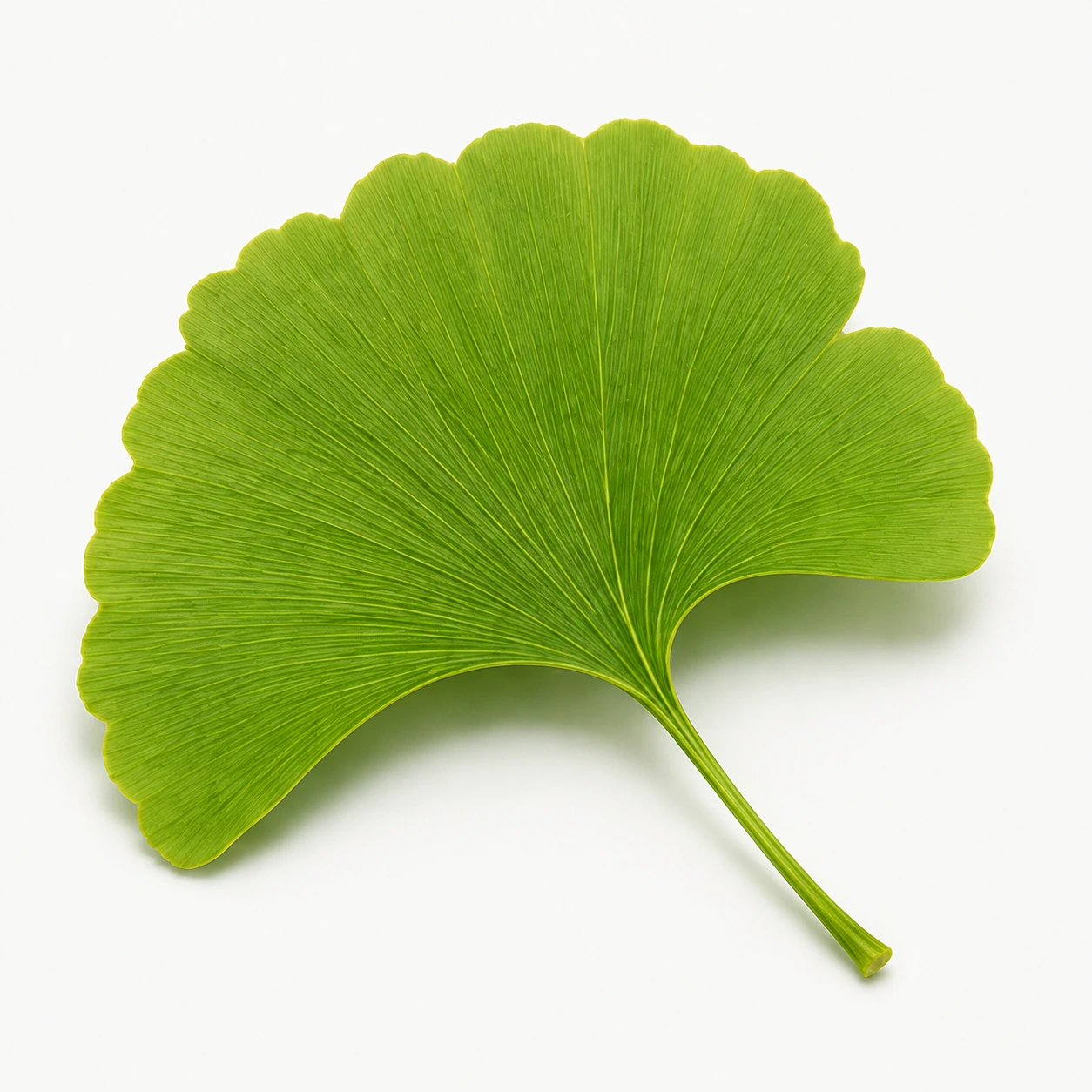 Ginkgo leaf