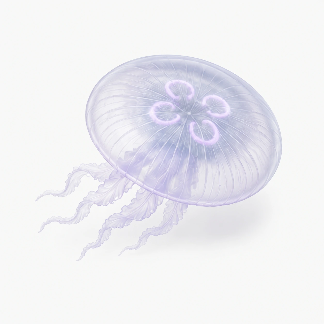 Jellyfish